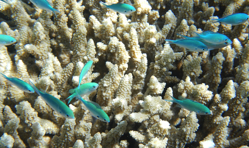 Great Barrier Reef with small fishes